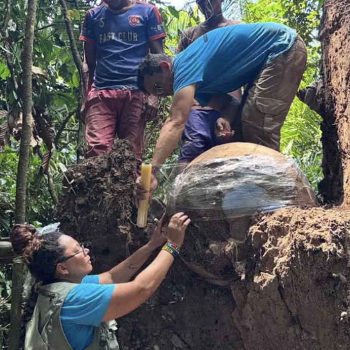 Enormi urne sferiche contenenti resti umani e di tartarughe sono state trovate sepolte in Amazzonia