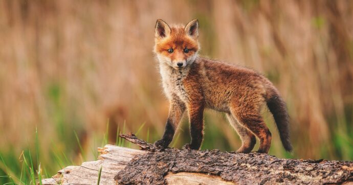 Sommi e il suo manifesto in difesa di tutti gli animali