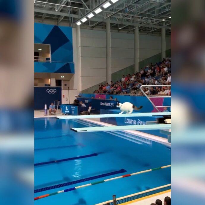 Arriva l’Olimpiade dei gatti, il video della gara di tuffi realizzata con l’intelligenza artificiale è virale