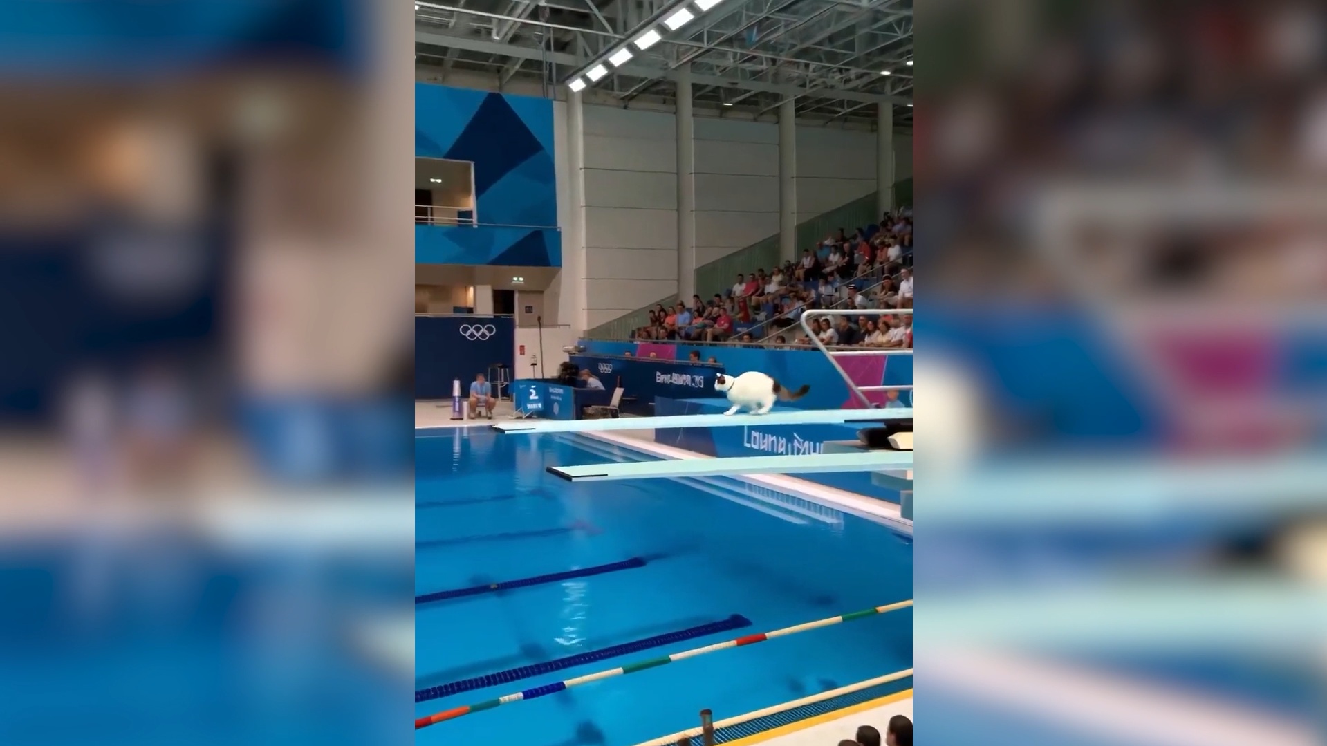 Arriva l’Olimpiade dei gatti, il video della gara di tuffi realizzata con l’intelligenza artificiale è virale Arriva l’Olimpiade dei gatti, il video della gara di tuffi realizzata con l’intelligenza artificiale è virale