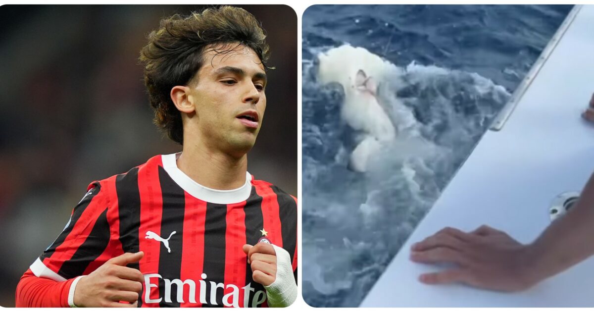 crudelt224 verso gli animali joao felix nella bufera dopo i video con uno squalo martello