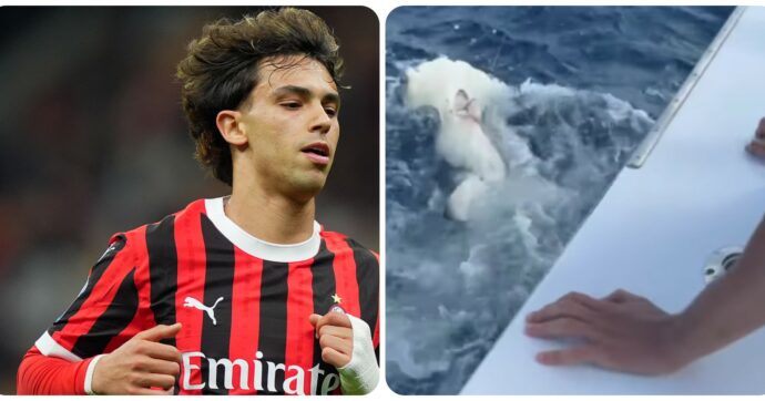 “Crudeltà verso gli animali”: Joao Felix nella bufera dopo i video con uno squalo martello
