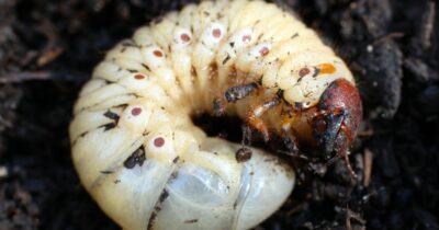 Copertina di “Attenzione alle mosche mangiauomini, si stanno moltiplicando: la ‘larva assassina’ divora la carne viva degli animali”. È allarme in Centro America