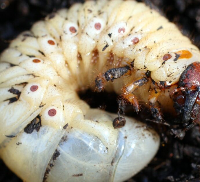 “Attenzione alle mosche mangiauomini, si stanno moltiplicando: la ‘larva assassina’ divora la carne viva degli animali”. È allarme in Centro America