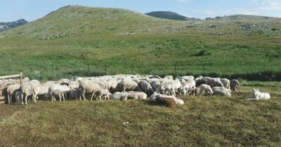 Copertina di La pastorizia. Un mestiere antico che adesso va riscoperto per salvare le nostre comunità