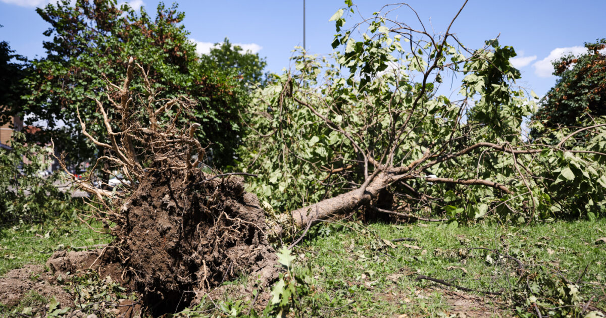Abbattere gli alberi in nome dell’ambiente, il paradosso reso possibile anche grazie ai fondi del Pnrr Abbattere gli alberi in nome dell’ambiente, il paradosso reso possibile anche grazie ai fondi del Pnrr