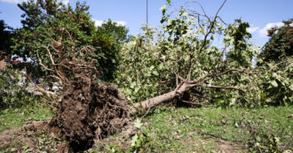 Abbattere gli alberi in nome dell’ambiente, il paradosso reso possibile anche grazie ai fondi del Pnrr