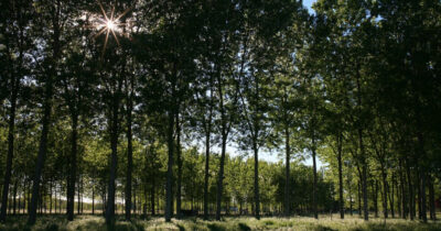 Copertina di Pioppicoltura intensiva lungo i fiumi: un grave impatto sulla biodiversità superstite