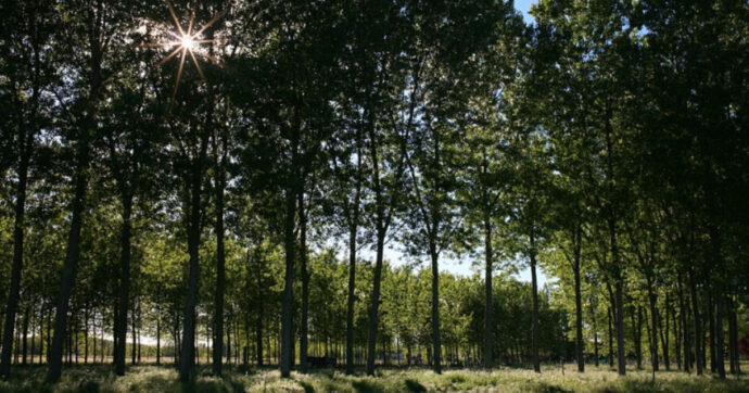 Pioppicoltura intensiva lungo i fiumi: un grave impatto sulla biodiversità superstite