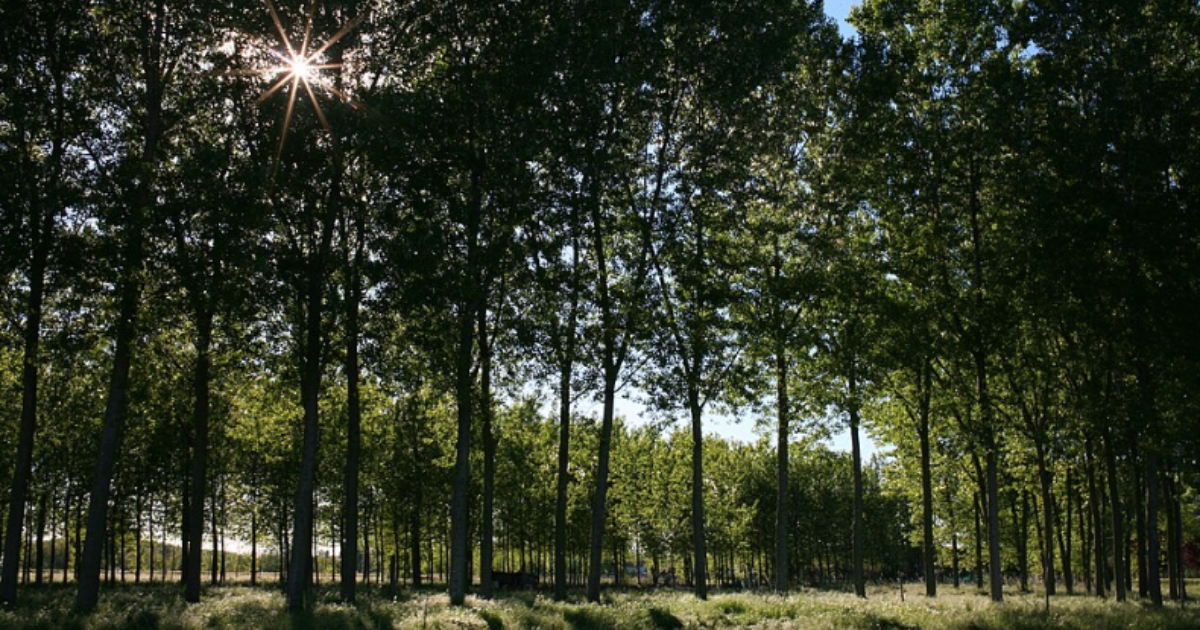 Pioppicoltura intensiva lungo i fiumi: un grave impatto sulla biodiversità superstite Pioppicoltura intensiva lungo i fiumi: un grave impatto sulla biodiversità superstite
