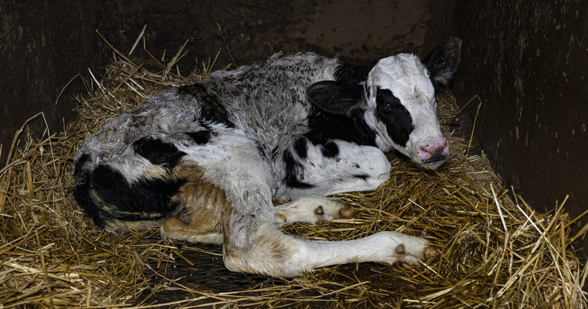 La denuncia di Lav: la nuova etichettatura sui prodotti non svelerà le sofferenze degli animali allevati
