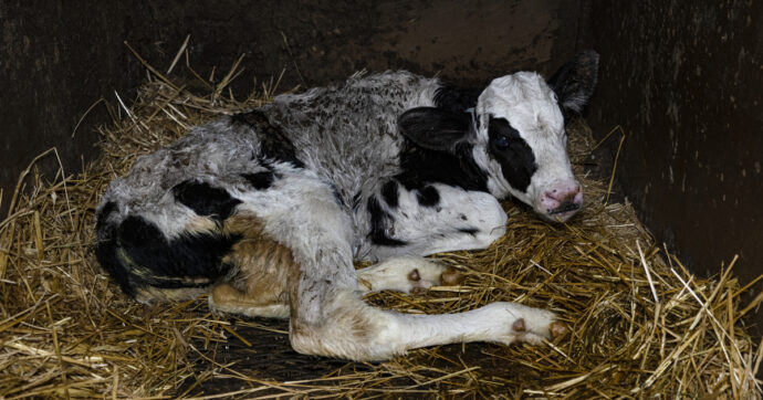 La denuncia di Lav: la nuova etichettatura sui prodotti non svelerà le sofferenze degli animali allevati