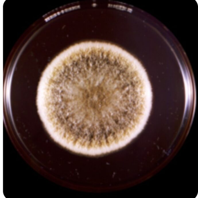 Da fungo “maledetto” delle tombe a potenziale farmaco anti-cancro. La scoperta sull’Aspergillus flavus