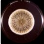 Copertina di Da fungo “maledetto” delle tombe a potenziale farmaco anti-cancro. La scoperta sull’Aspergillus flavus