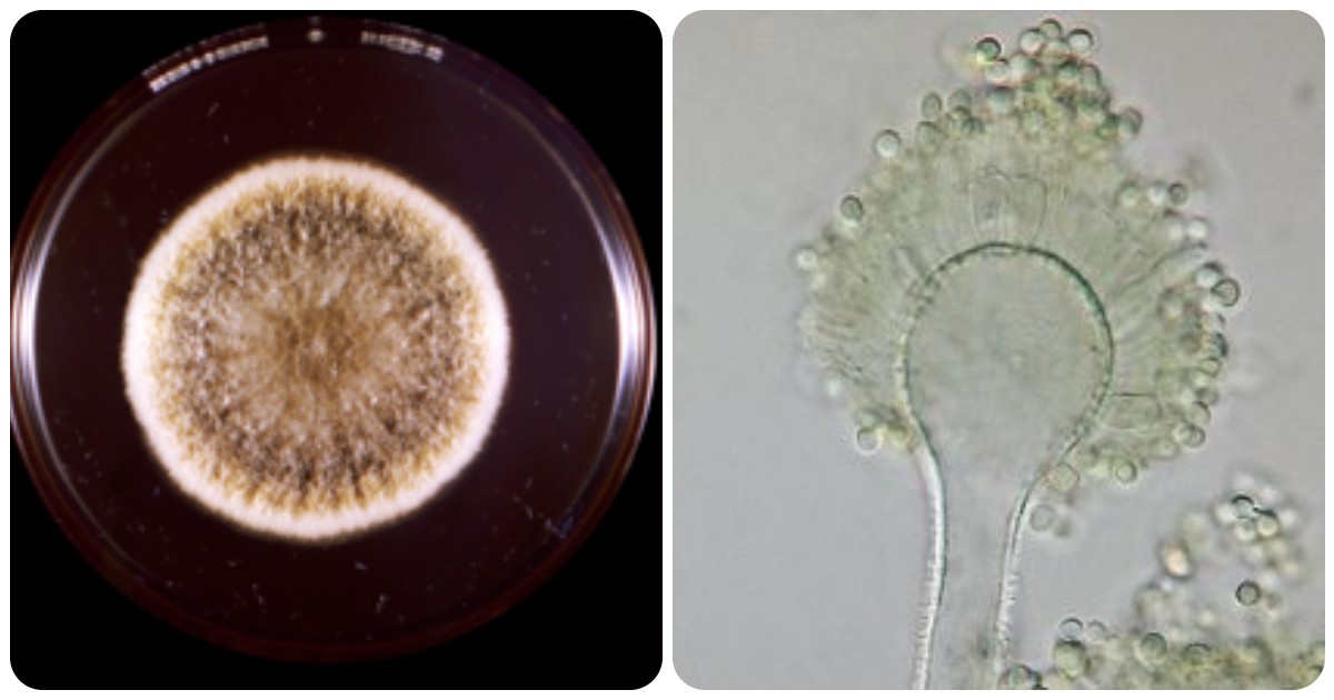 da fungo maledetto delle tombe a potenziale farmaco anti cancro la scoperta sull8217aspergillus flavus