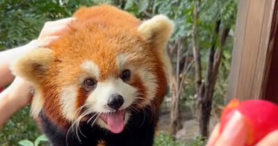 Copertina di “Cuccioli di panda rossi verranno nel letto a svegliarvi la mattina”: scoppia la polemica per l’esperienza “esclusiva” offerta dall’hotel