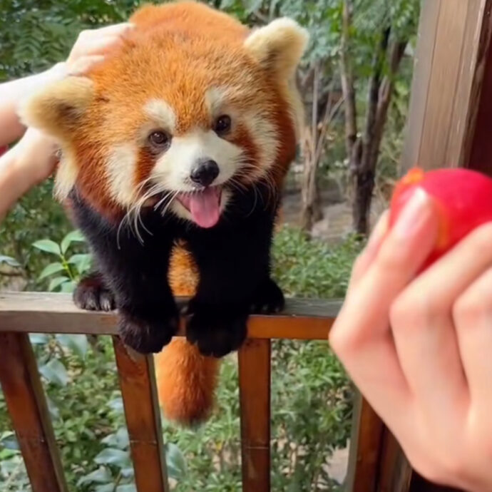 “Cuccioli di panda rossi verranno nel letto a svegliarvi la mattina”: scoppia la polemica per l’esperienza “esclusiva” offerta dall’hotel