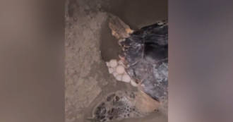 Copertina di Il video della storica deposizione di uova di tartaruga marina a Riccione: allestito presidio permanente sulla spiaggia