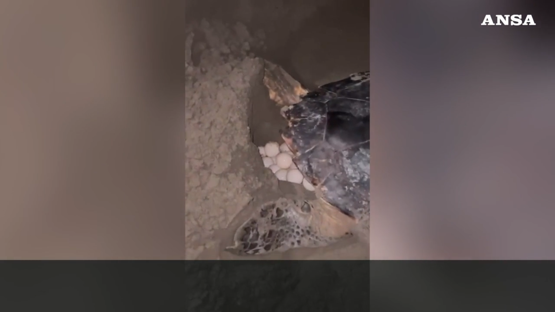 Il video della storica deposizione di uova di tartaruga marina a Riccione: allestito presidio permanente sulla spiaggia Il video della storica deposizione di uova di tartaruga marina a Riccione: allestito presidio permanente sulla spiaggia