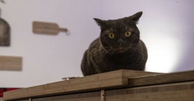 Copertina di Spese veterinarie e solidarietà: quando curare un gatto diventa una sfida