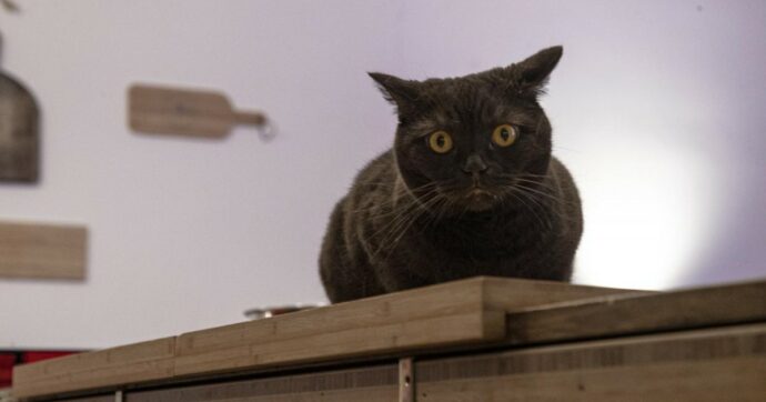 Spese veterinarie e solidarietà: quando curare un gatto diventa una sfida