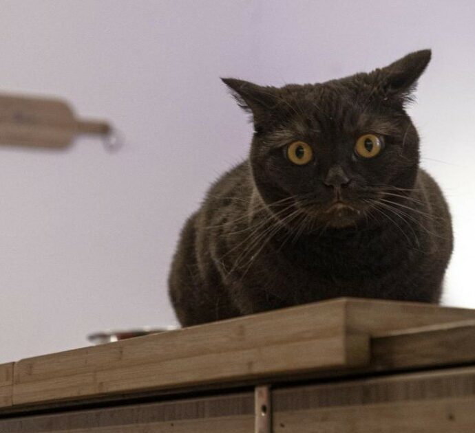 Spese veterinarie e solidarietà: quando curare un gatto diventa una sfida