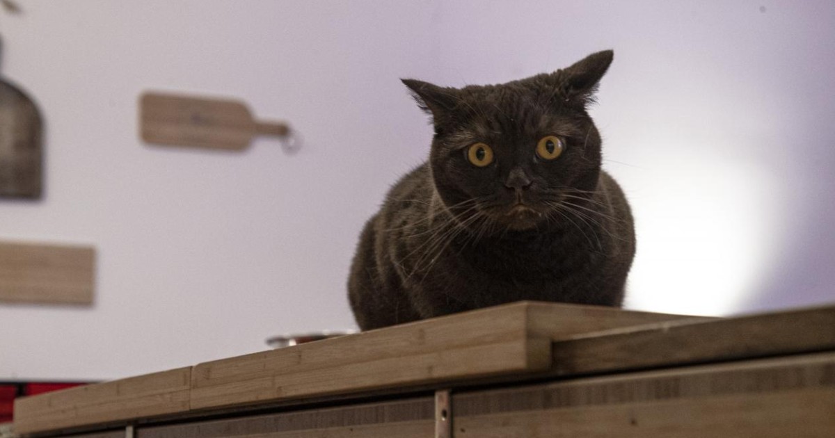 spese veterinarie e solidariet224 quando curare un gatto diventa una sfida