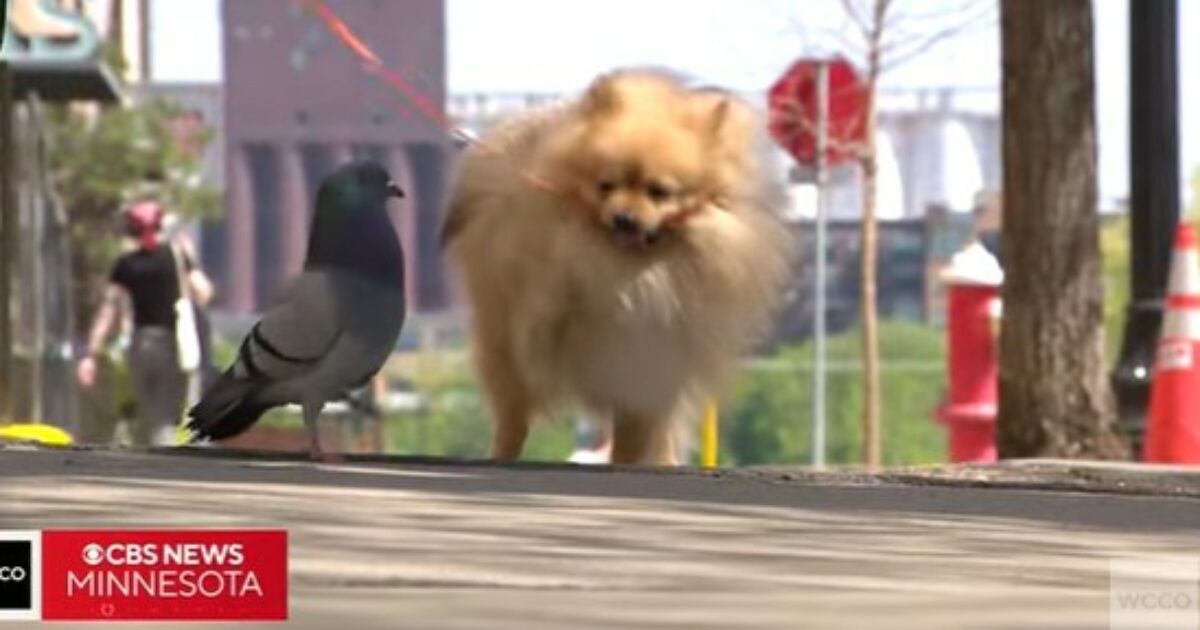 “Da quando mia figlia è morta, mi conforta l’amicizia tra il nostro volpino e un piccione. Lei amava molto quel volatile, ora giocano insieme”: le parole di Glenda Spindler