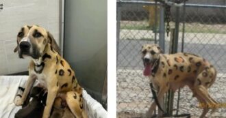 Dipinta come un leopardo e abbandonata al sole con 9 cuccioli: la storia del salvataggio della cagnolina Rainbow fa il giro del mondo