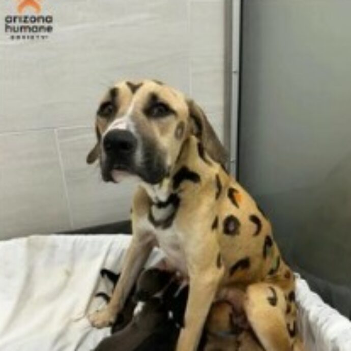 Dipinta come un leopardo e abbandonata al sole con 9 cuccioli: la storia del salvataggio della cagnolina Rainbow fa il giro del mondo