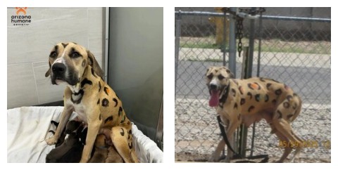 dipinta come un leopardo e abbandonata al sole con 9 cuccioli la storia del salvataggio della cagnolina rainbow fa il giro del mondo