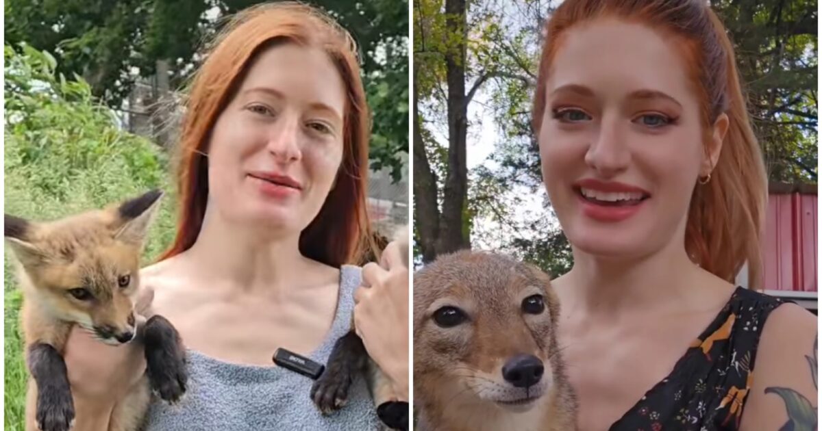 “Ha salvato centinaia di animali, ma si è suicidata a causa del bullismo online”: la triste storia della Youtuber di 29 anni Mikayla Raines “Ha salvato centinaia di animali, ma si è suicidata a causa del bullismo online”: la triste storia della Youtuber di 29 anni Mikayla Raines