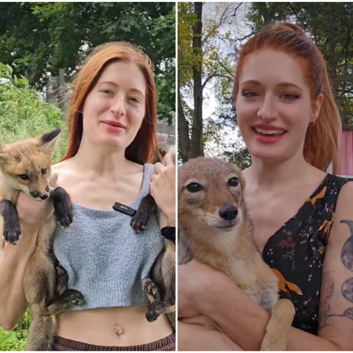 “Ha salvato centinaia di animali, ma si è suicidata a causa del bullismo online”: la triste storia della Youtuber di 29 anni Mikayla Raines