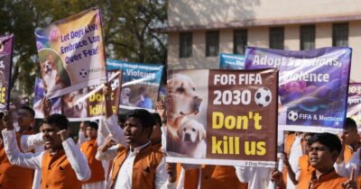 Copertina di In Marocco è in corso una strage di cani randagi in vista del Mondiale 2030: “Ci sono pozze di sangue per strada”