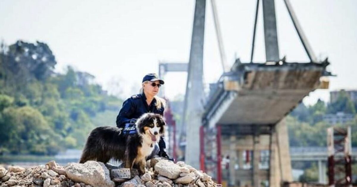 addio a night spirit il cane poliziotto che salv242 6 persone nel crollo del ponte morandi