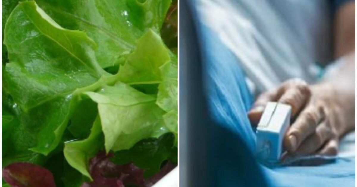 insalata e batteri bisogna indagare la produzione per ridurre al minimo il rischio di infezioni negli esseri umani il ruolo del lavaggio e della conservazione
