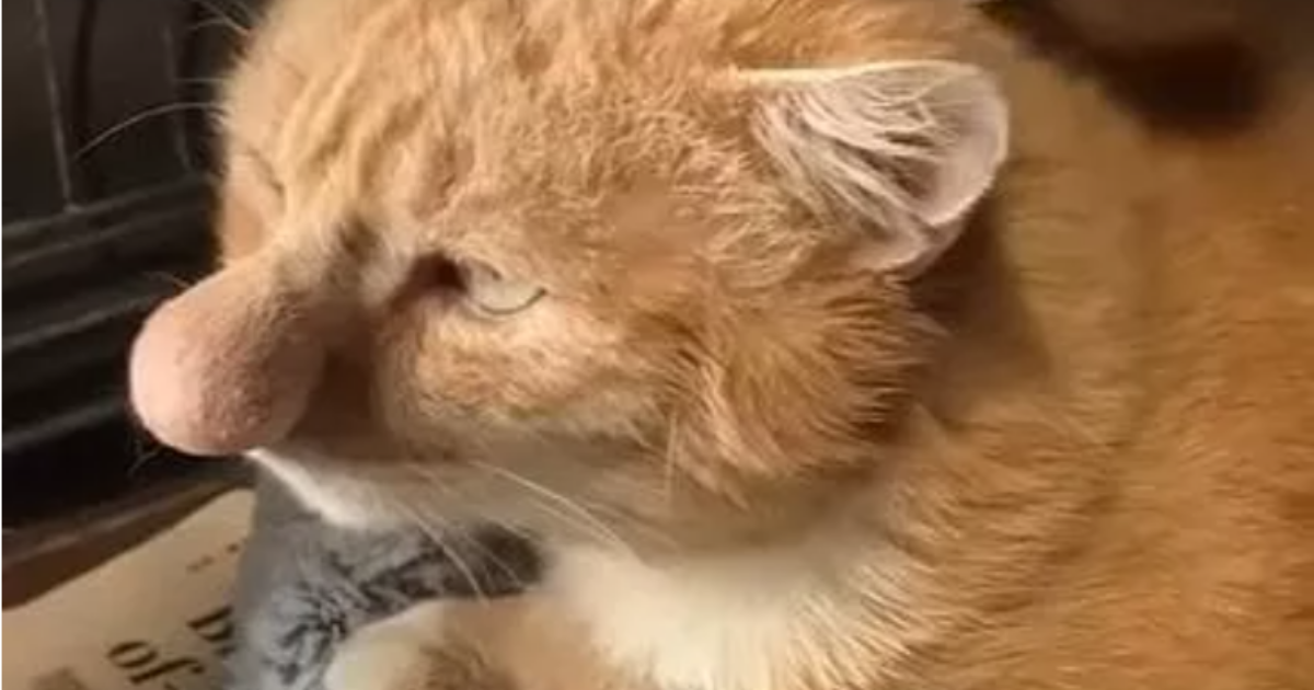 La storia di Barney Bubble, il gatto con il naso gigante: “Era veramente enorme, colpa di una malattia rara”
