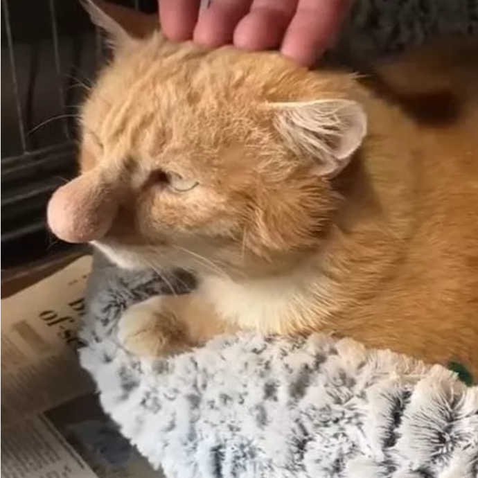 La storia di Barney Bubble, il gatto con il naso gigante: “Era veramente enorme, colpa di una malattia rara”