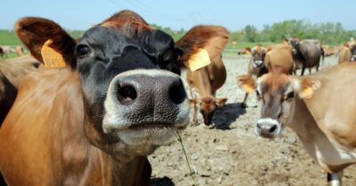 Copertina di Dermatite bovina, caso in una stalla a Mantova