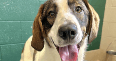 Copertina di “Non riusciamo più a fare l’amore perché il nostro cane è troppo geloso. È un contraccettivo canino”: lo sfogo di una coppia