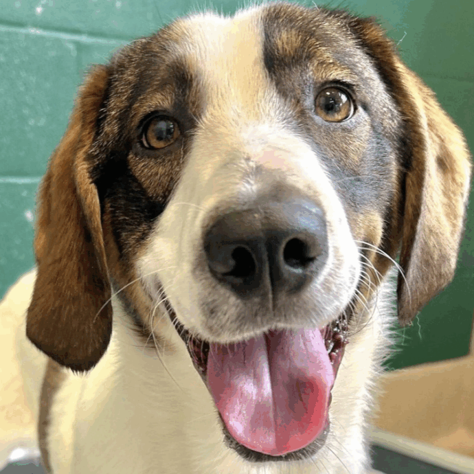 “Non riusciamo più a fare l’amore perché il nostro cane è troppo geloso. È un contraccettivo canino”: lo sfogo di una coppia