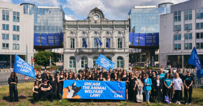 Copertina di Essere Animali davanti al Parlamento Ue: così chiediamo più tutele per gli animali