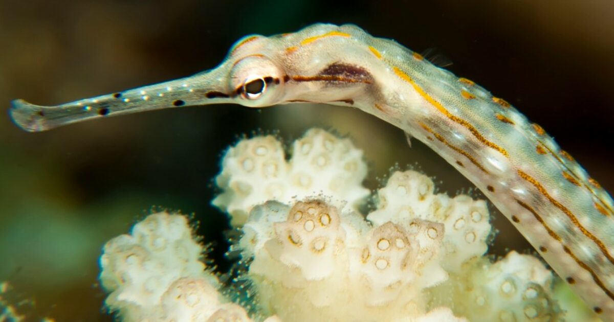 Stava nuotando quando ha sentito una puntura al polpaccio: “Trafitto dal pesce ago”. Di che specie si tratta e dove si trova