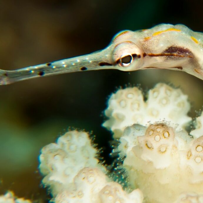 Stava nuotando quando ha sentito una puntura al polpaccio: “Trafitto dal pesce ago”. Di che specie si tratta e dove si trova
