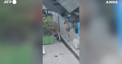 Copertina di Un alce si aggira nel centro di Stoccolma, ma la passeggiata diventa fatale – Video