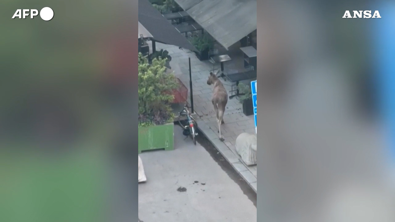 Un alce si aggira nel centro di Stoccolma, ma la passeggiata diventa fatale – Video
