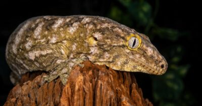 Copertina di “Attenzione: c’è un geco gigante con il morso di un Rottweiler, è grande come un alligatore”. La notizia è virale sui social, ecco come stanno davvero le cose