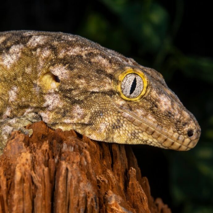 “Attenzione: c’è un geco gigante con il morso di un Rottweiler, è grande come un alligatore”. La notizia è virale sui social, ecco come stanno davvero le cose