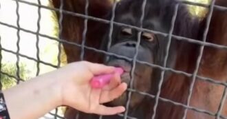 Copertina di Fa fumare a un orango la sua sigaretta elettronica, poi pubblica il video: nella bufera la pugile Anastasia Luchkina