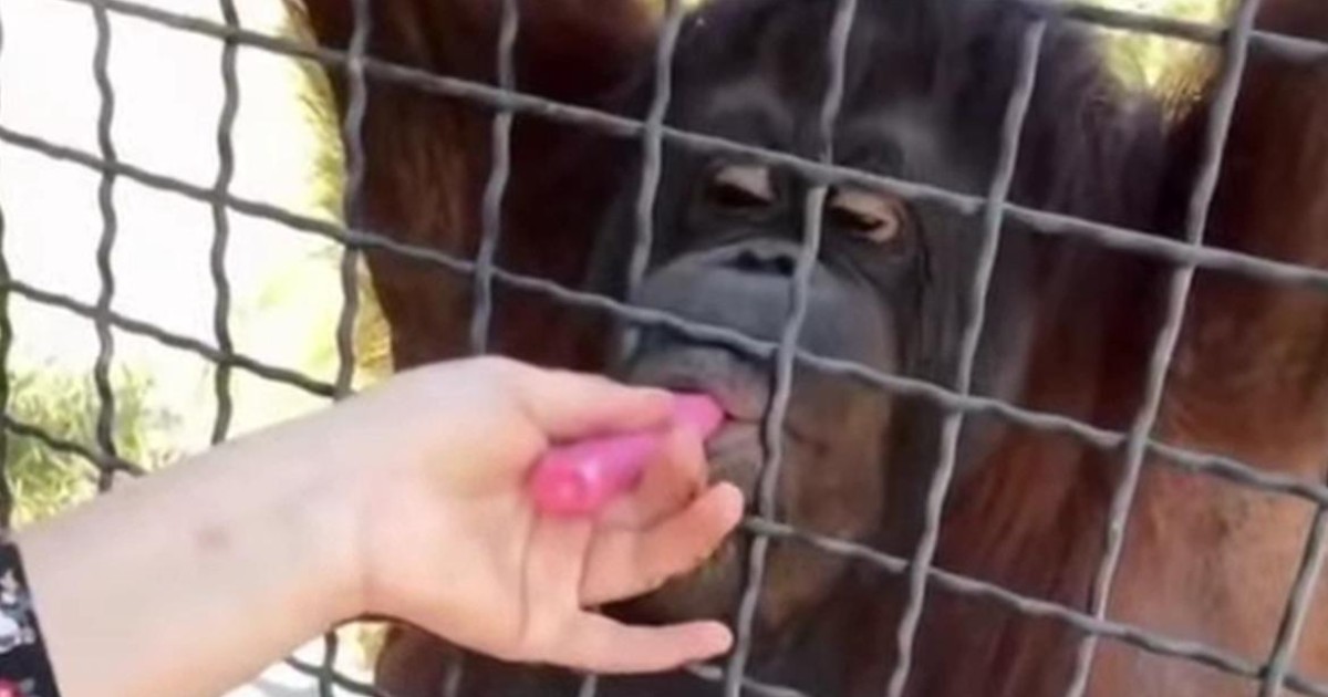 Fa fumare a un orango la sua sigaretta elettronica, poi pubblica il video: nella bufera la pugile Anastasia Luchkina Fa fumare a un orango la sua sigaretta elettronica, poi pubblica il video: nella bufera la pugile Anastasia Luchkina